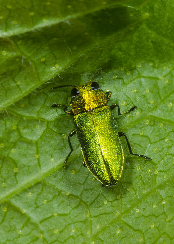 Anthaxia sp., Buprestidae
